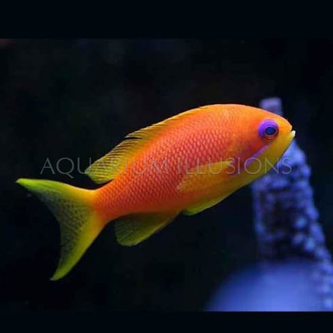 Lyretail Anthias Female ( Pseudanthias cheirospilos )