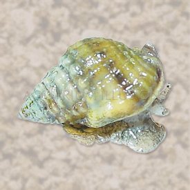  Nassarius Snail ( Nassarius dorsatus )