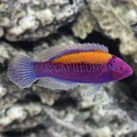  Orangeback Fairy Wrasse