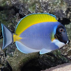 Products tagged with how big do powder blue tangs get