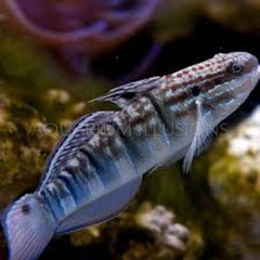 Products tagged with dragon goby