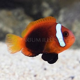  Cinnamon Clownfish