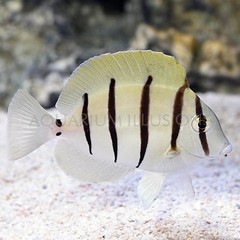 Products tagged with tang reef safe fish