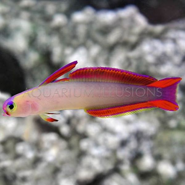  Firefish Purple ( NEMATELEOTRIS DECORA )