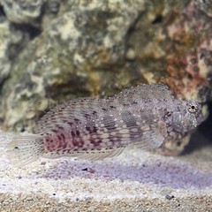 Products tagged with care for blenny fish