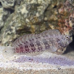 Products tagged with reef safe saltwater fish