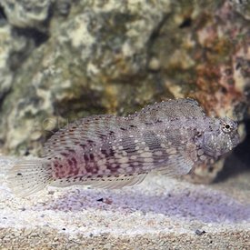  Lawnmower Blenny Lg.