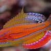 McCosker's Flasher Wrasse maldives