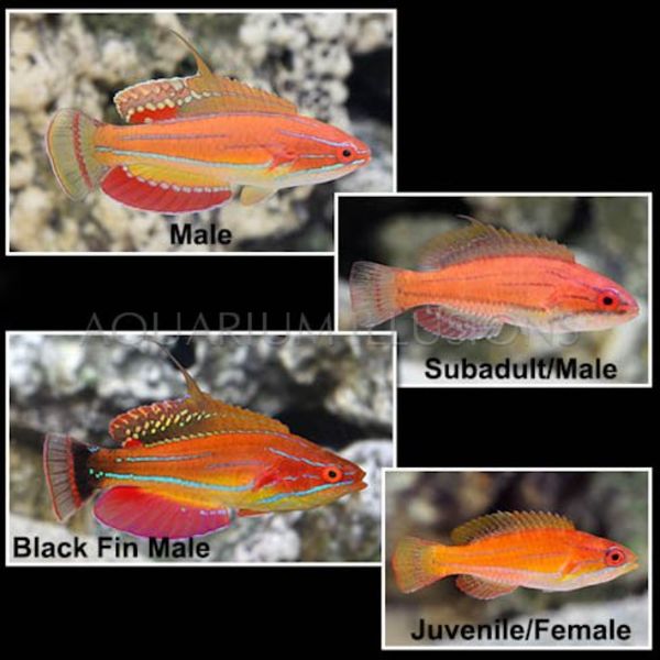  McCosker's Flasher Wrasse maldives