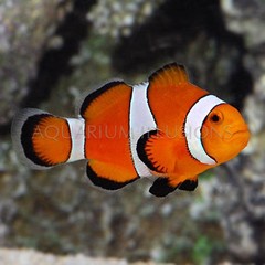 Products tagged with clownfish