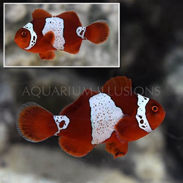  Lightning Maroon Clownfish