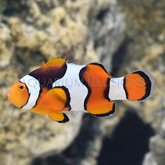 Products tagged with fish that host in anemones