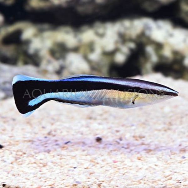  Pacific Cleaner Wrasse