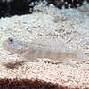 Pink Spotted Watchman Goby