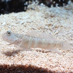 Products tagged with saltwater goby reef safe fish