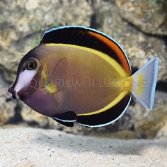 Products tagged with brown tangs