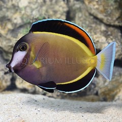 Products tagged with saltwater tang fish