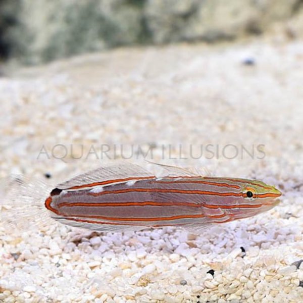  Rainfordi Goby