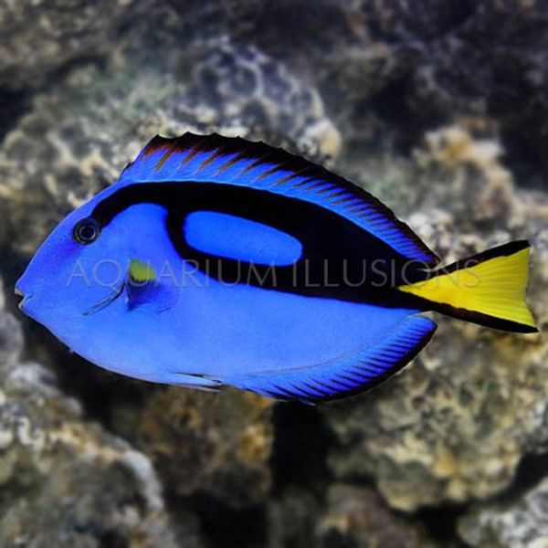  Regal Blue Tang - tiny