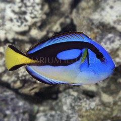 Products tagged with bright blue fish