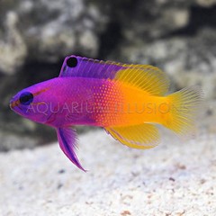 Products tagged with purple and yellow saltwater fish