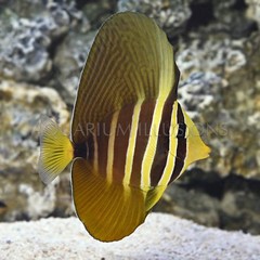 Products tagged with how big do Sailfin Tangs get