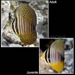 Products tagged with how big do The Desjardini Sailfin Tang