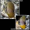 Sailfin Tang M ( Zebrasoma veliferum )