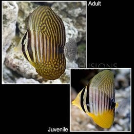  Sailfin Tang M ( Zebrasoma veliferum )