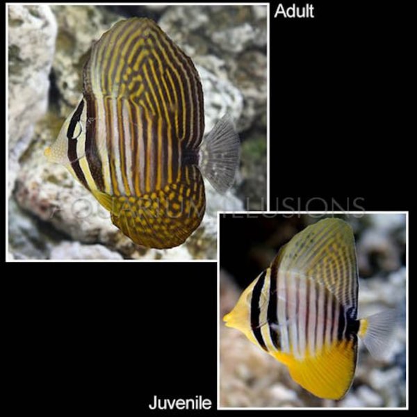  Sailfin Tang M ( Zebrasoma veliferum )