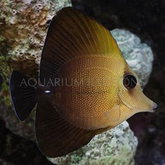 Products tagged with what do tangs eat