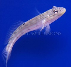 Products tagged with how big will a Striped Sleeper Goby get