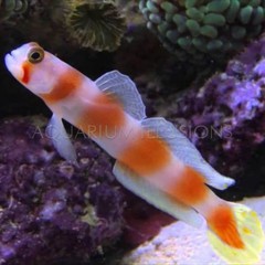 Products tagged with fish that like to jump
