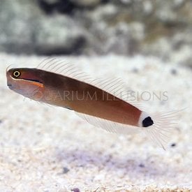  Tail Spot Blenny