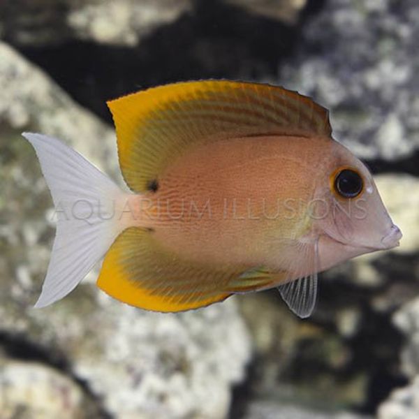  Tomini Tang ( Ctenochaetus tominiensis )