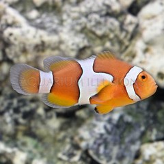 Products tagged with clownfish