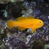 Yellow Clown Goby, Okinawae