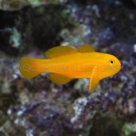  Yellow Clown Goby, Okinawae