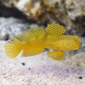  Yellow Watchman Goby ( Cryptocentrus cinctus  )