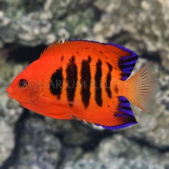 Products tagged with bright orange saltwater fish