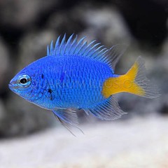 Products tagged with reef safe saltwater fish