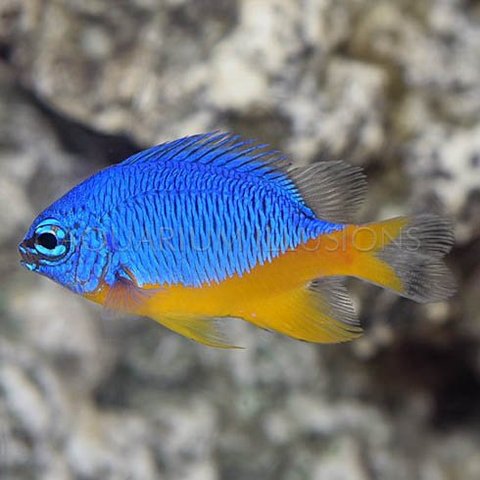 Azure Damselfish