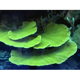  Montipora Capricornis Frag, Green or Red1-2"