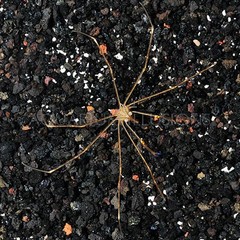 Products tagged with saltwater crabs