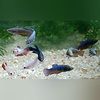 Female Betta