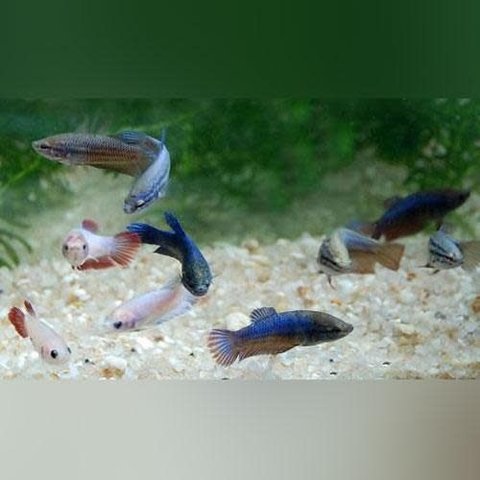 Female Betta