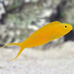 Products tagged with yellow saltwater fish
