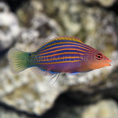 Six Line Wrasse ( Pseudocheilinus hexataenia  )