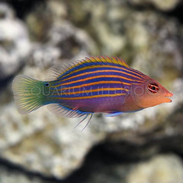  Six Line Wrasse ( Pseudocheilinus hexataenia  )