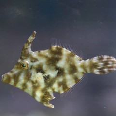 Products tagged with what size of aquarium is needed for a Aiptasia Eating Filefish